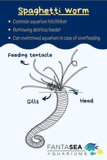Spaghetti Worm | Aquarium Friend or Foe?