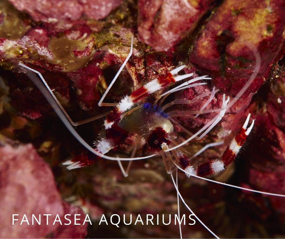 Coral banded shrimp (Stenopus hispidus) on a reef.