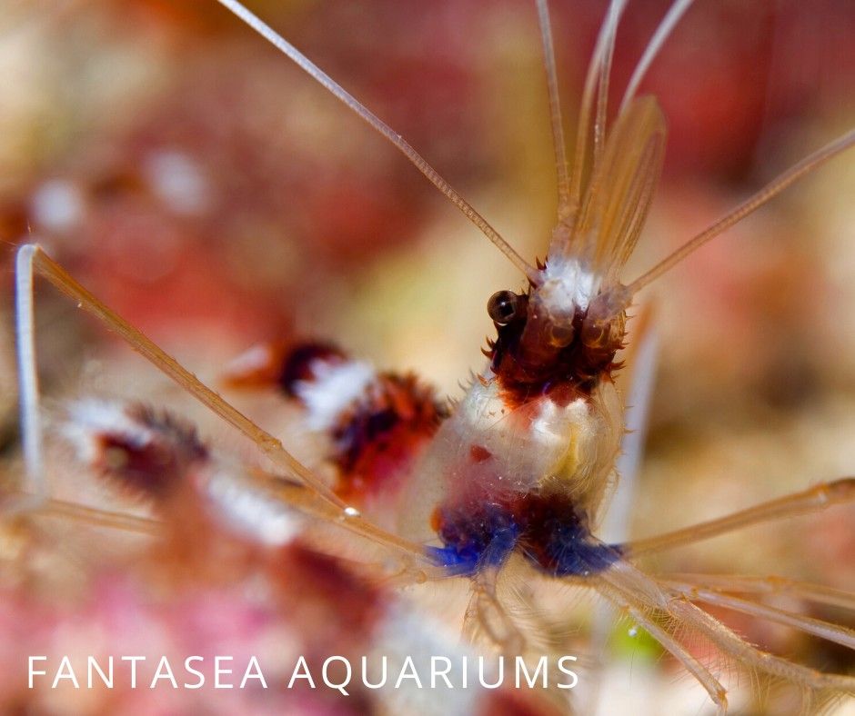 Stenopus sp. or coral banded shrimp