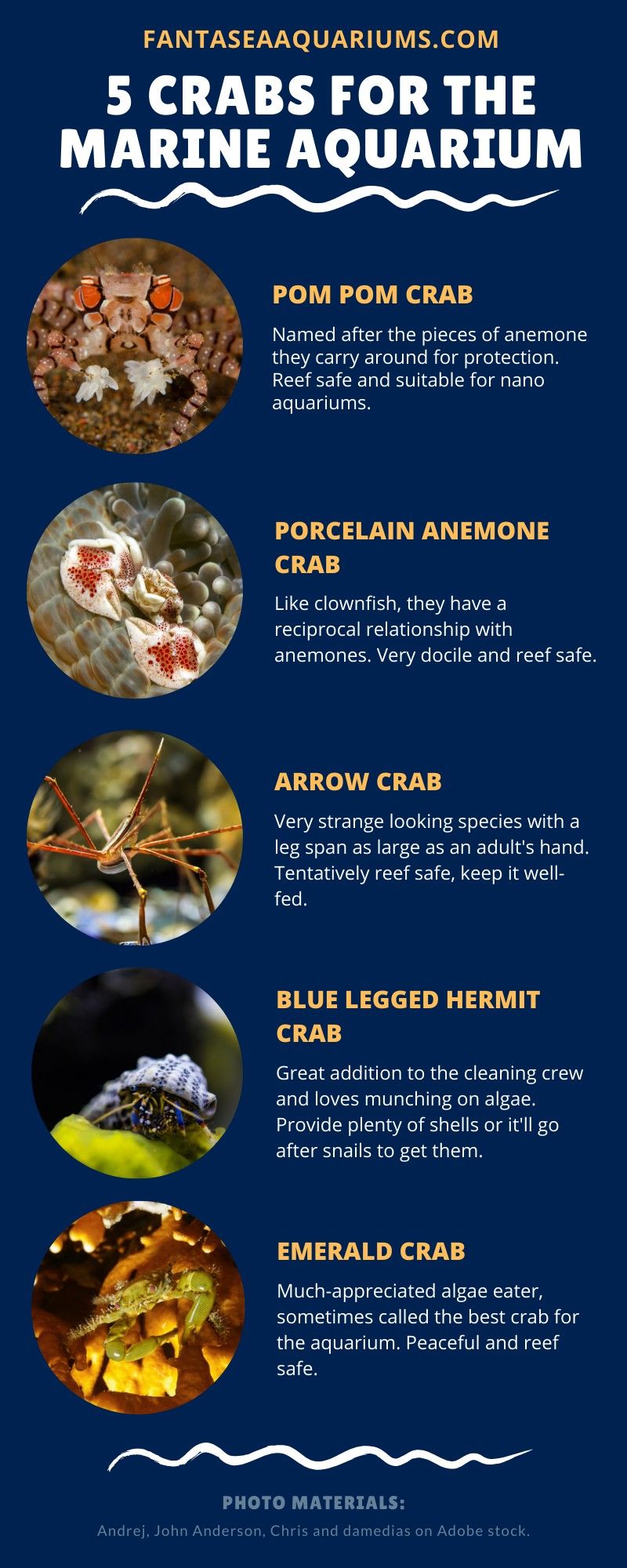 Crabs for the marine aquarium 