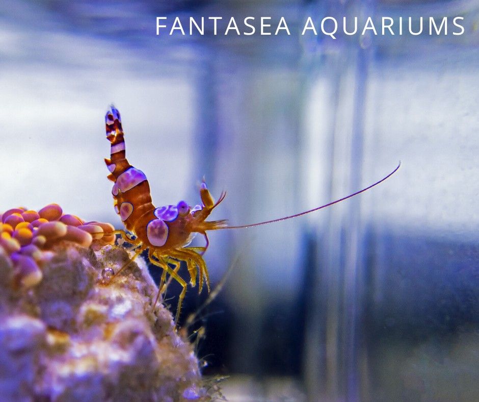 Sexy shrimp (Thor amboinensis) in an aquarium.