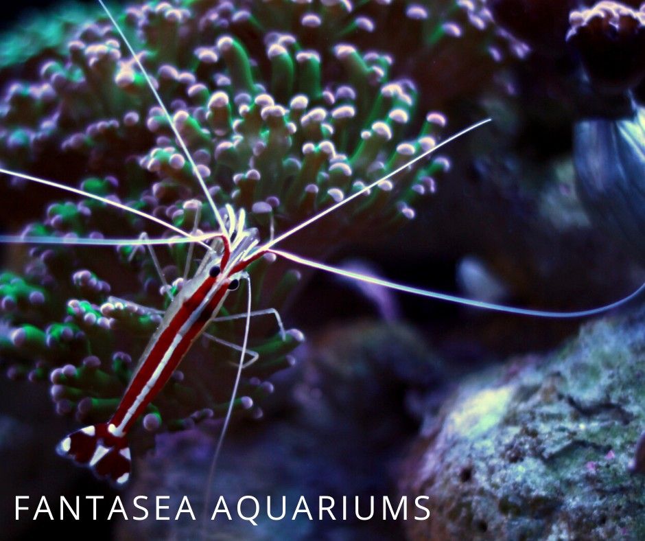 Skunk cleaner shrimp (Lysmata amboinensis) on a coral.