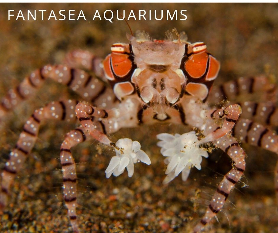 pom pom crabs are perfect for you aquarium