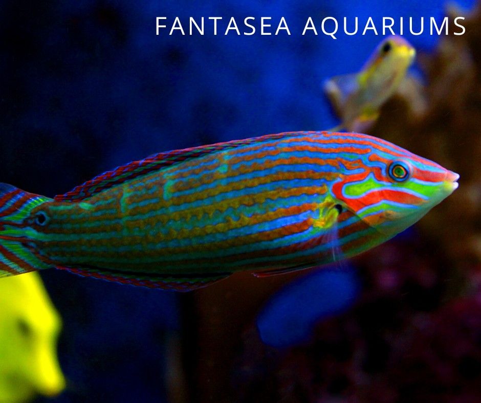 beautiful tail-spot wrasse up close in tank