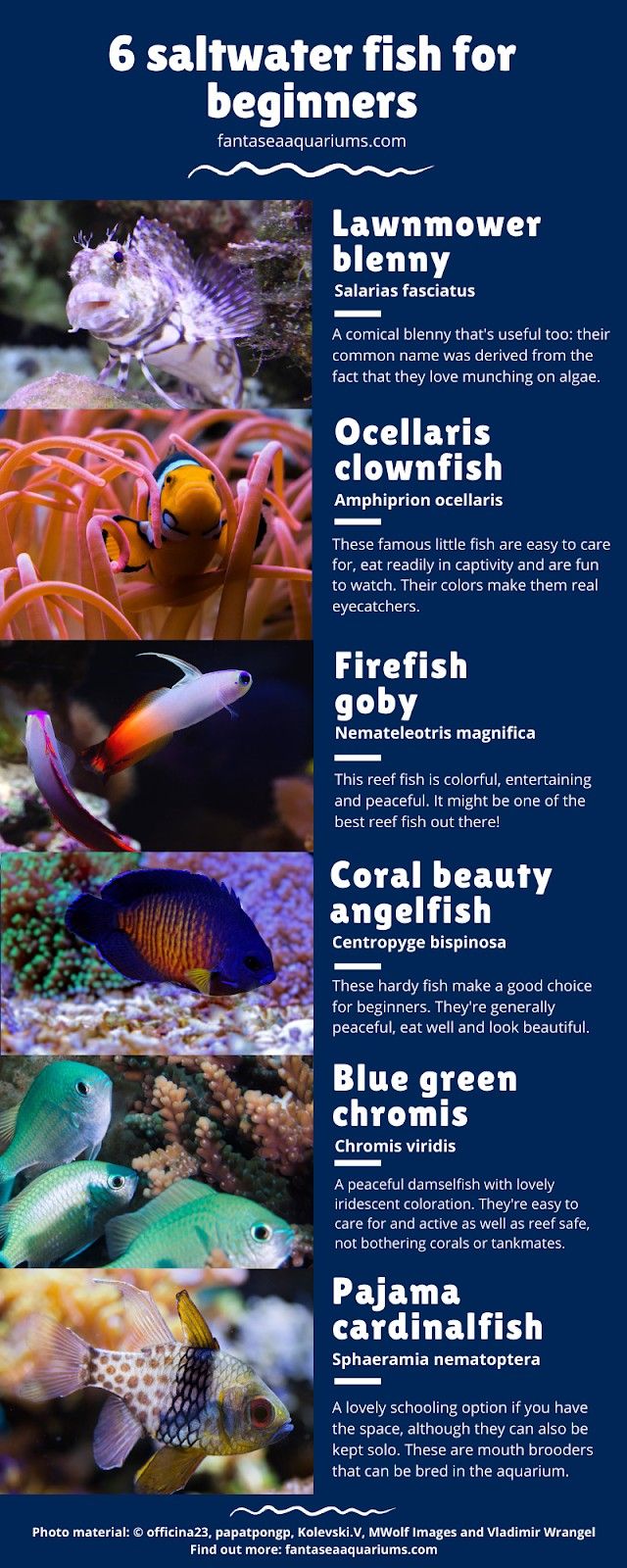6 Easy Saltwater Aquarium Fish for Beginners