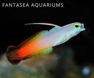 Firefish Goby Care & Info