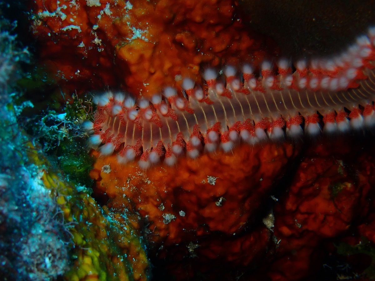 Bearded fireworm underwater photo