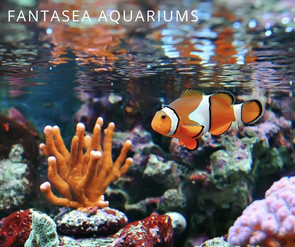 Ocellaris clownfish in a reef aquarium.