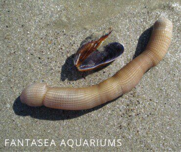 Peanut Worms | Aquarium Friend or Foe?