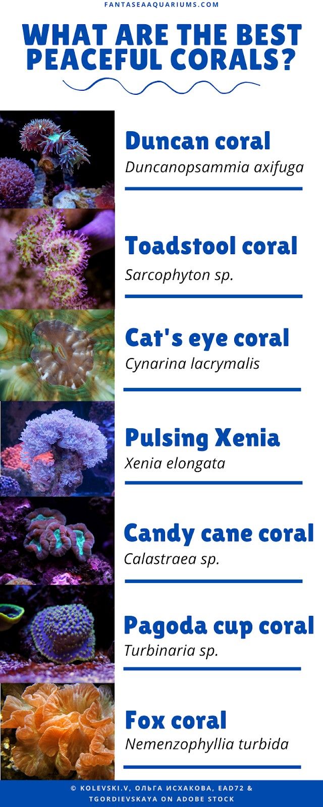 Infographic showing peaceful corals for the reef aquarium