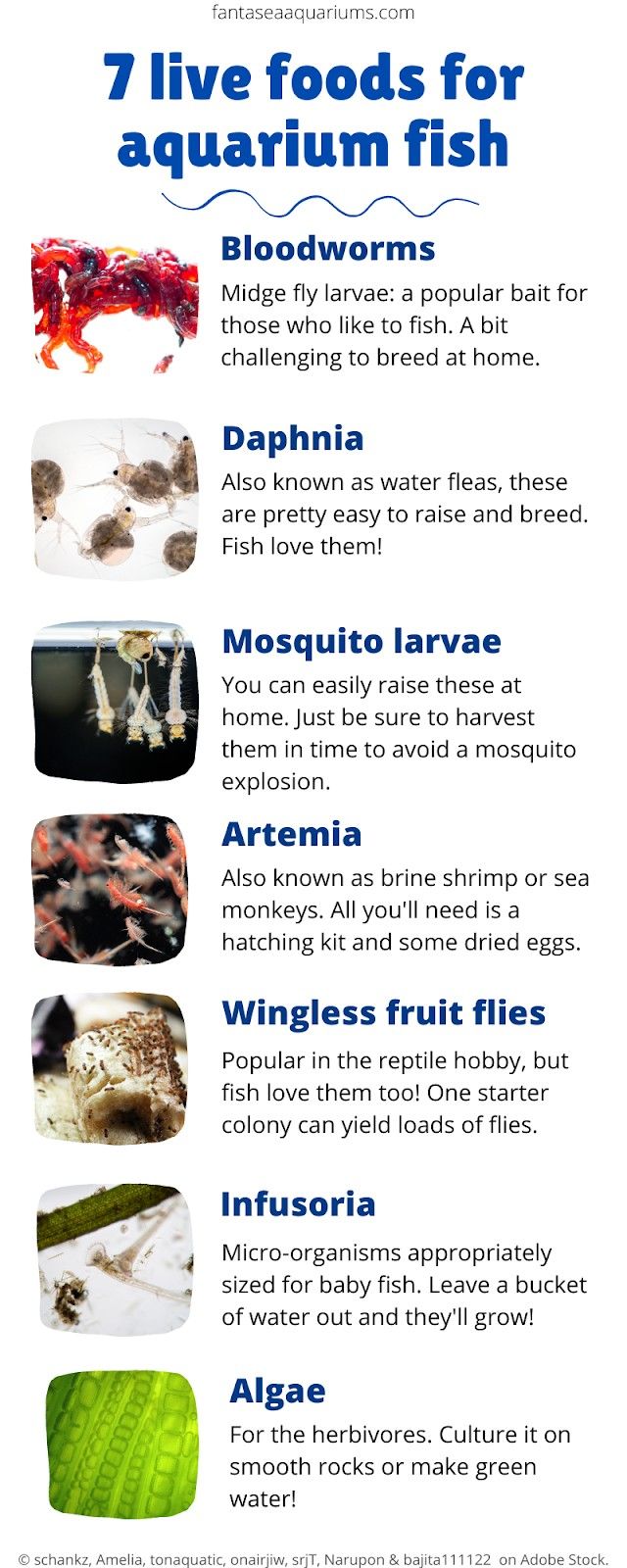 Infographic showing 7 Types of Live Food for Aquarium Fish