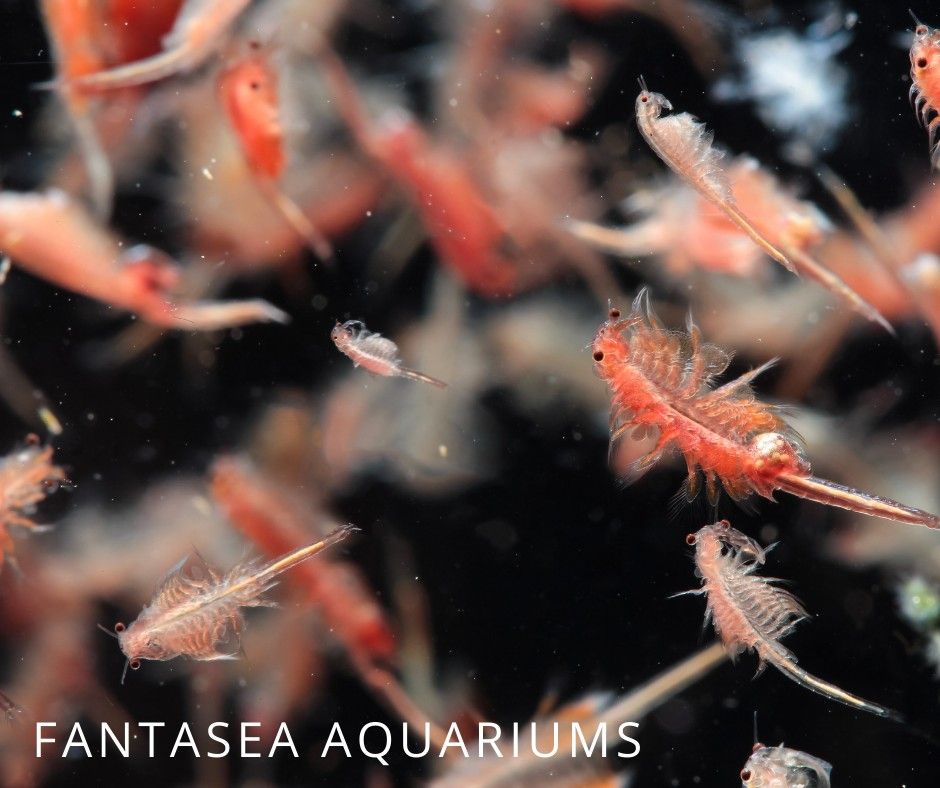 Artemia or sea monkey underwater close-up photo