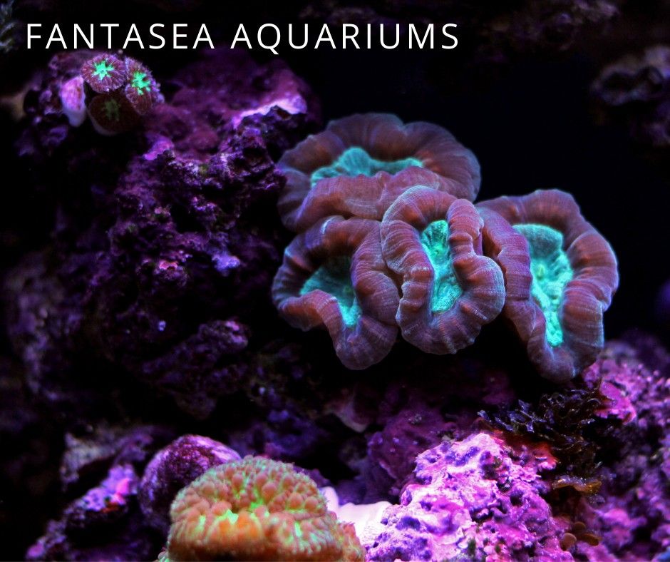 Candy cane aquarium coral