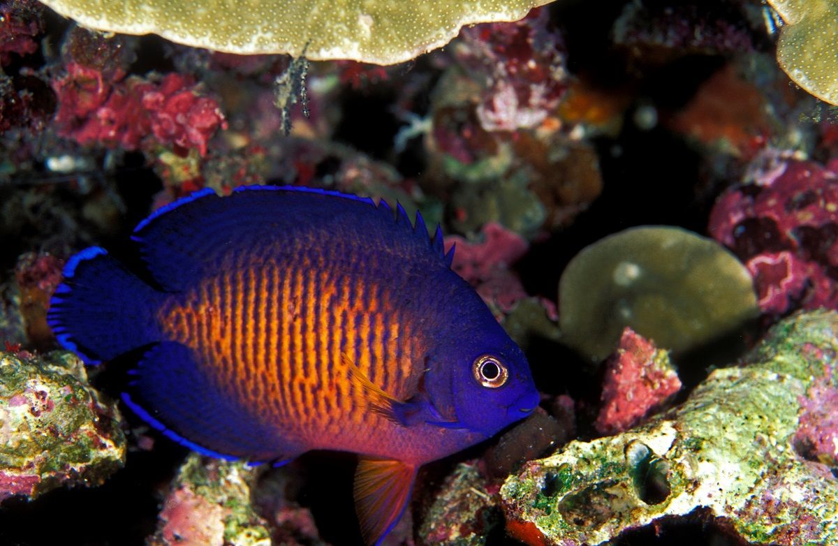 Coral beauty angelfish, Centropyge bispinosa, Sulawesi Indonesia.