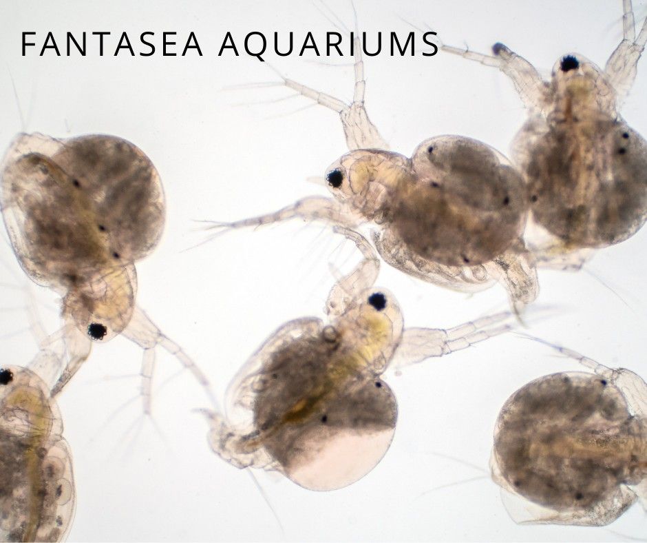 Microscopic photo of daphnia fish food.