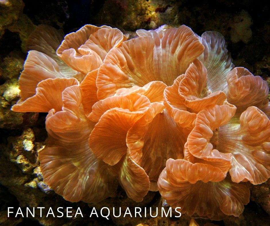 Orange fox coral in aquarium