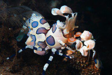 Harlequin Shrimp | Hymenocera picta Care & Info