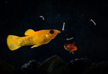 7 Types of Live Food for Aquarium Fish