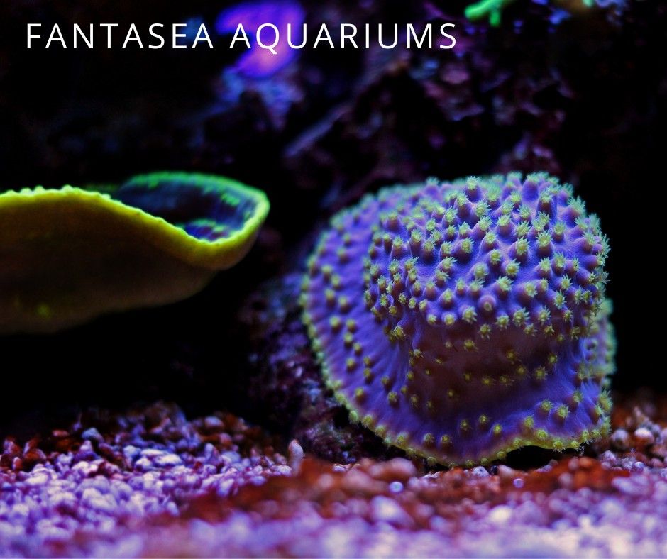 Turbinaria or pagoda cup, a peaceful coral for the reef aquarium
