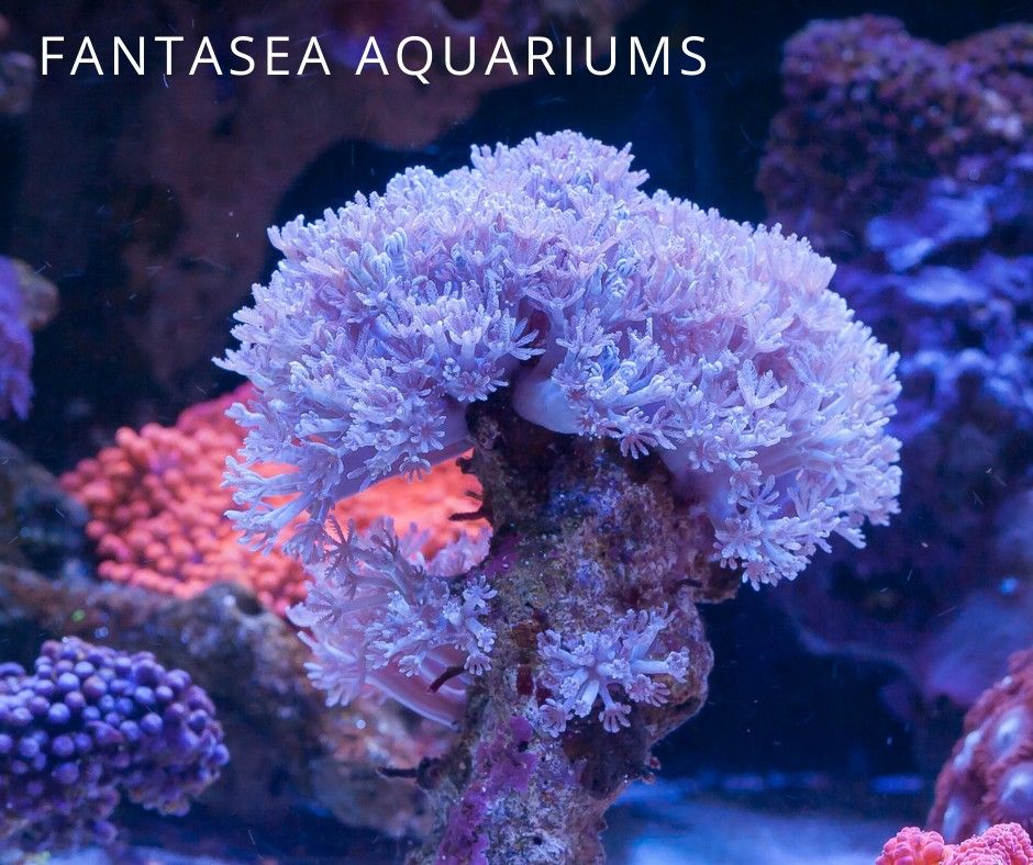 Pulsing Xenia surrounded by other corals in aquarium