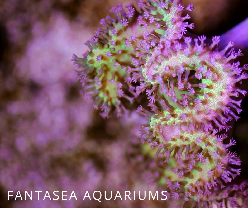 Toadstool coral in marine aquarium