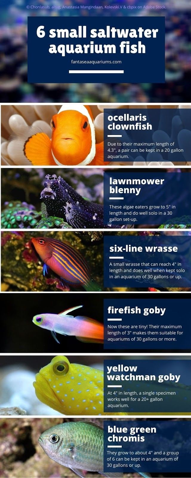 Infographic Showing 6 Small Saltwater Aquarium Fish