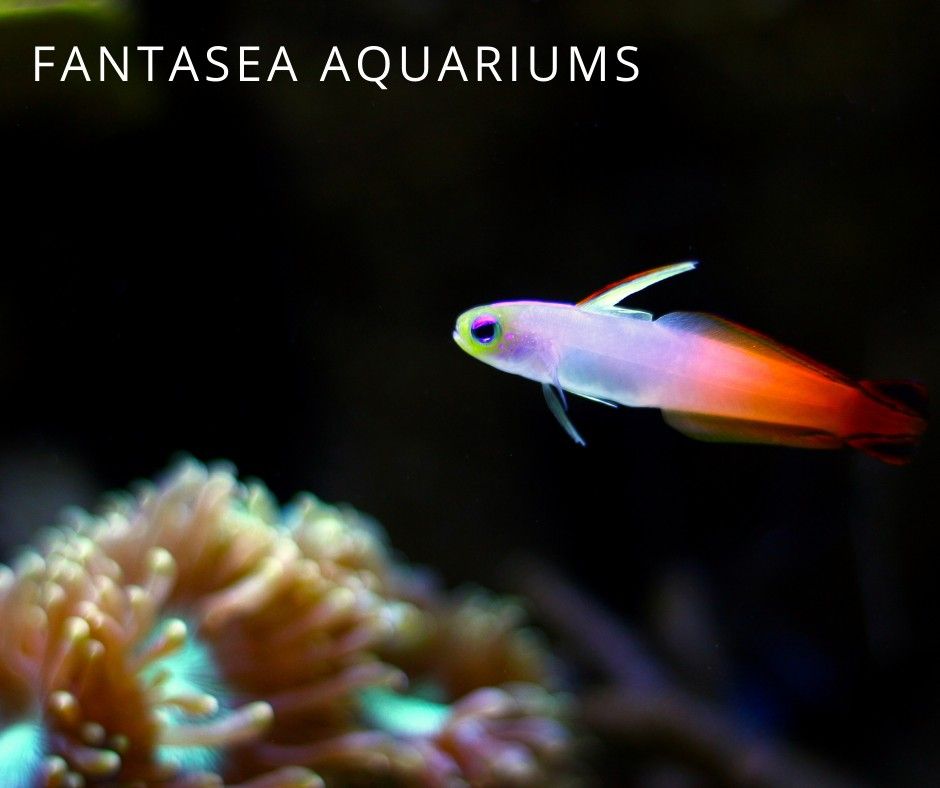 Firefish goby (Nemateleotris magnifica) underwayer photo, a small saltwater aquarium fish