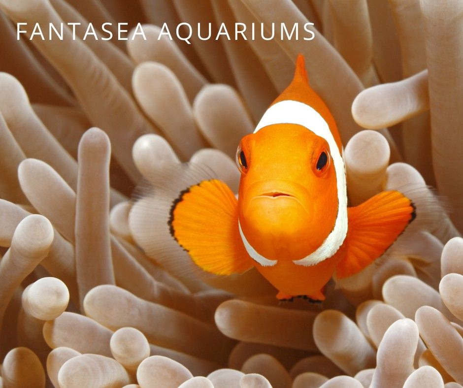Ocellaris clownfish, a small saltwater aquarium fish, underwater photo in anemone.