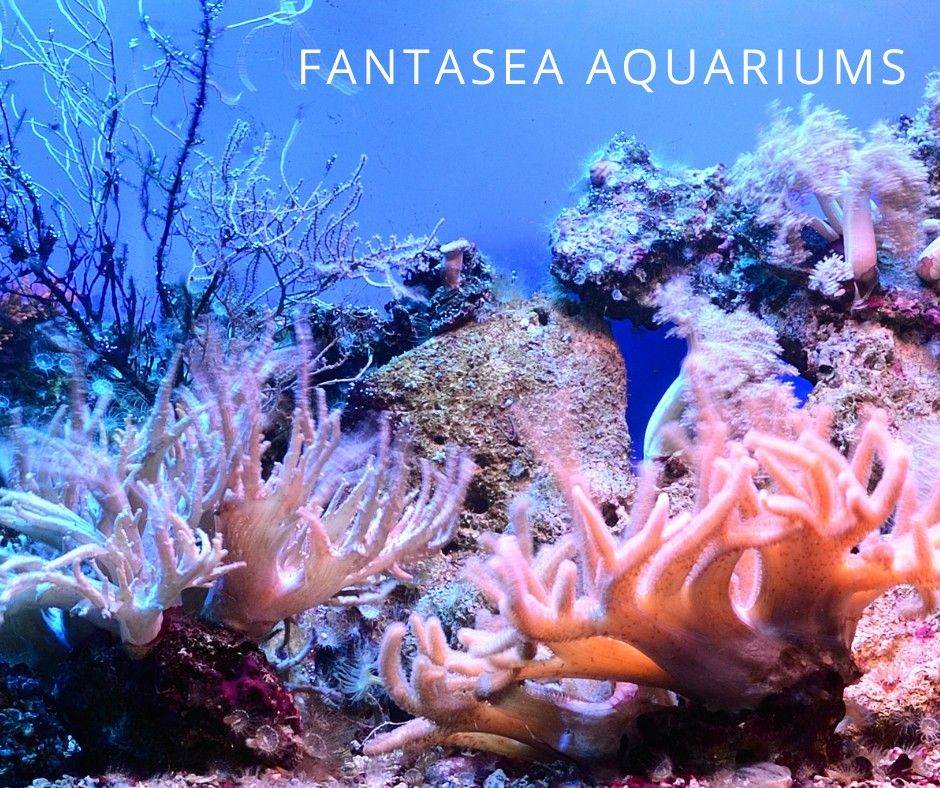 Saltwater reef aquarium | How to make saltwater