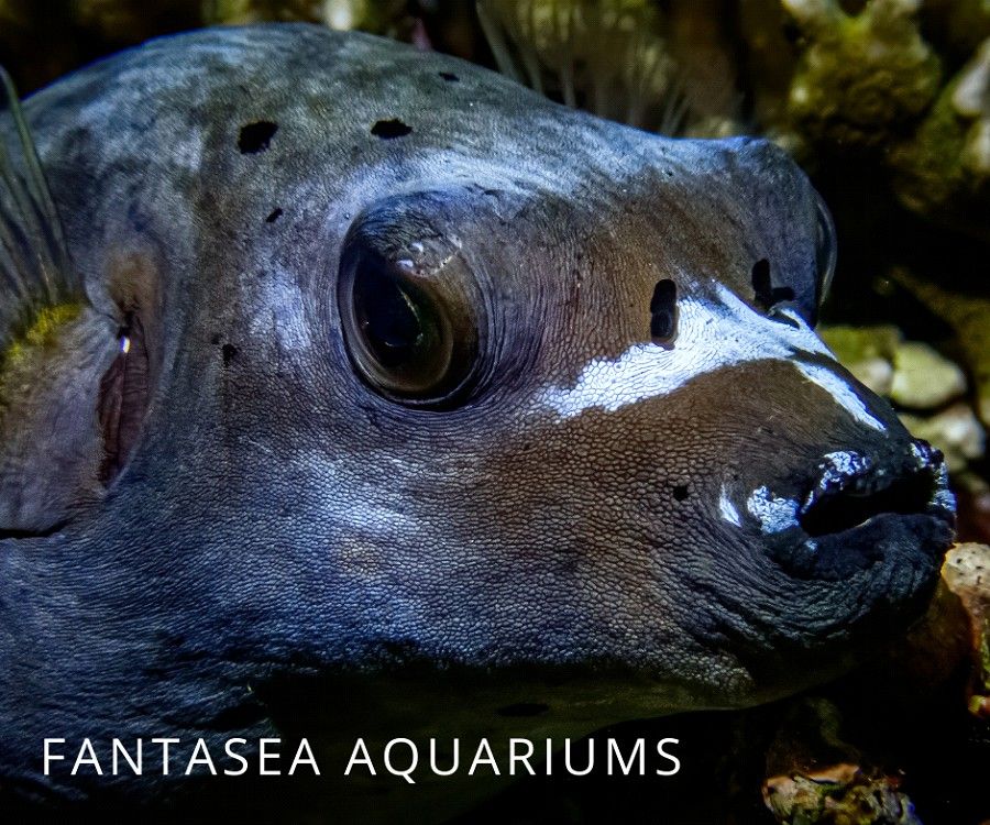 Close-up of a Dog Faced Puffer Fish in darkness