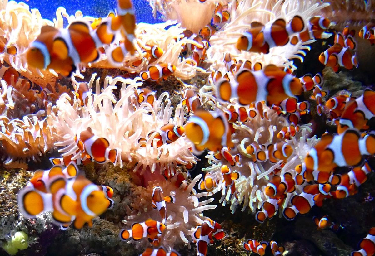 School of clownfish in aquarium.