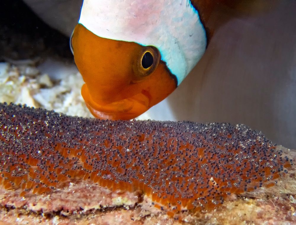 Saddleback Clownfish (Amphiprion polymnus) looking after their e