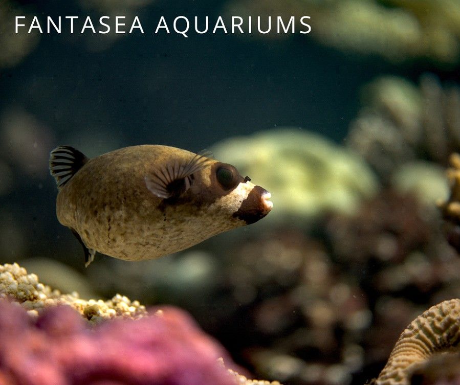 Dogface pufferfish (Arothron nigropunctatus)
