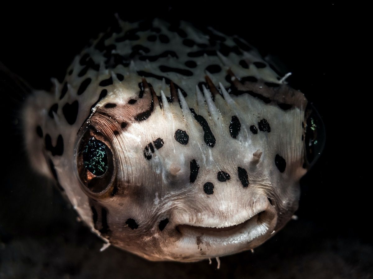 Porcupine puffer or porcupinefish close-up