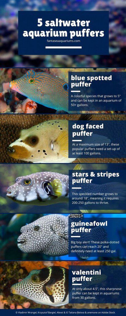 Keeping pufferfish as a pet: 5 beautiful puffer species for the aquarium (infographic)