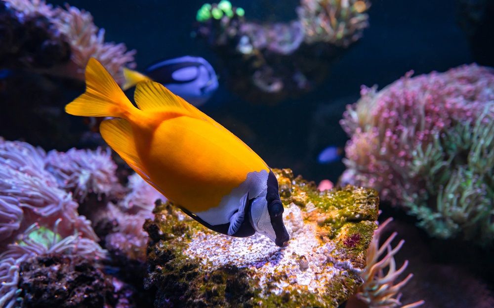 The foxface rabbitfish (Siganus vulpinus) is a species of fish f