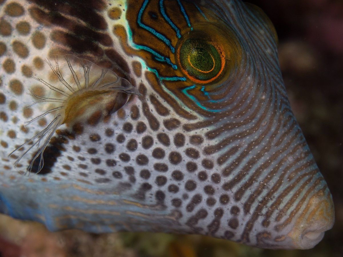 Valentini pufferfish (Canthigaster valentini) close-up