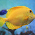 Yellow tang aquarium fish
