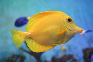 Yellow Tang Care & Info | Zebrasoma Flavescens