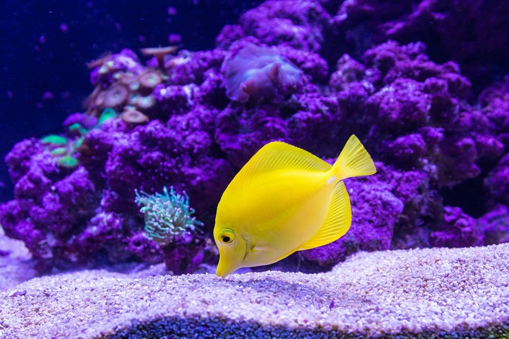 Yellow tang fish in reef aquarium