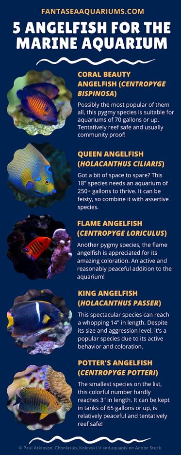 Infographic showing 5 angeelfish for the marine aquarium.