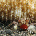 Pom pom crab (Lybia sp.) carrying eggs