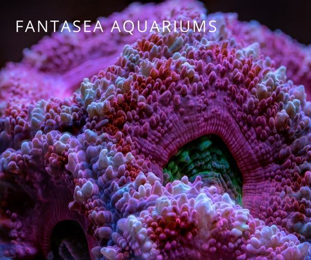 Acan Coral Care & Info | Acanthastrea