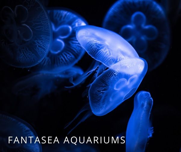 What does a Moon Jellyfish eat? | Aurelia aurita