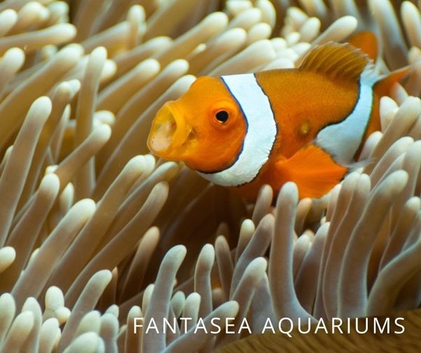 What does a clownfish eat? | About clownfish diet