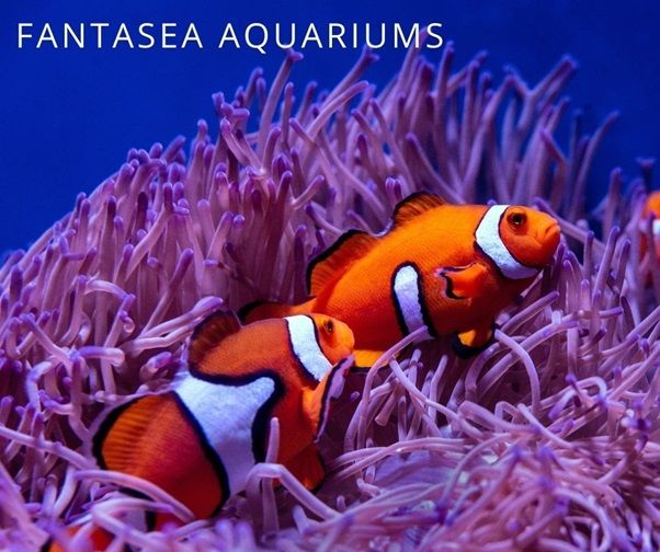 Clownfish perched on anemone in aquarium.