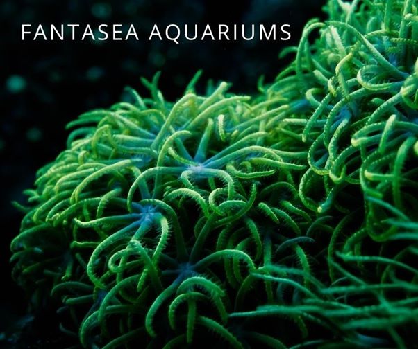 Green star polyp coral | Pachyclavularia violacea in the aquarium