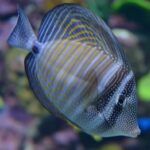 Zebrasoma desjardinii aquarium fish