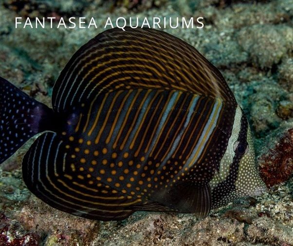 Desjardini tang (Zebrasoma desjardinii) aquarium fish