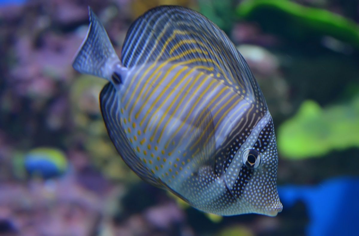 Zebrasoma desjardinii aquarium fish